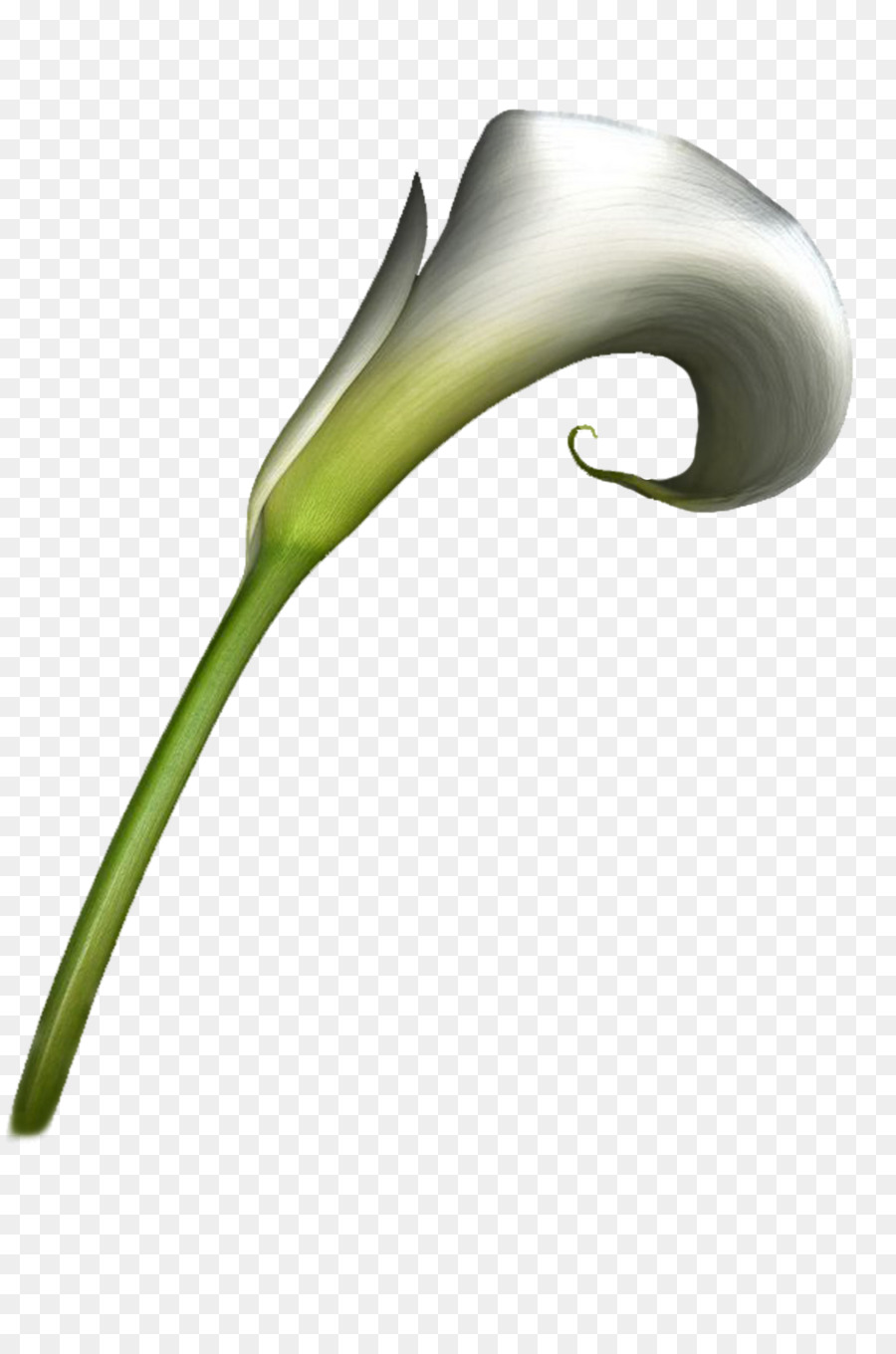 Flor，Pintura PNG