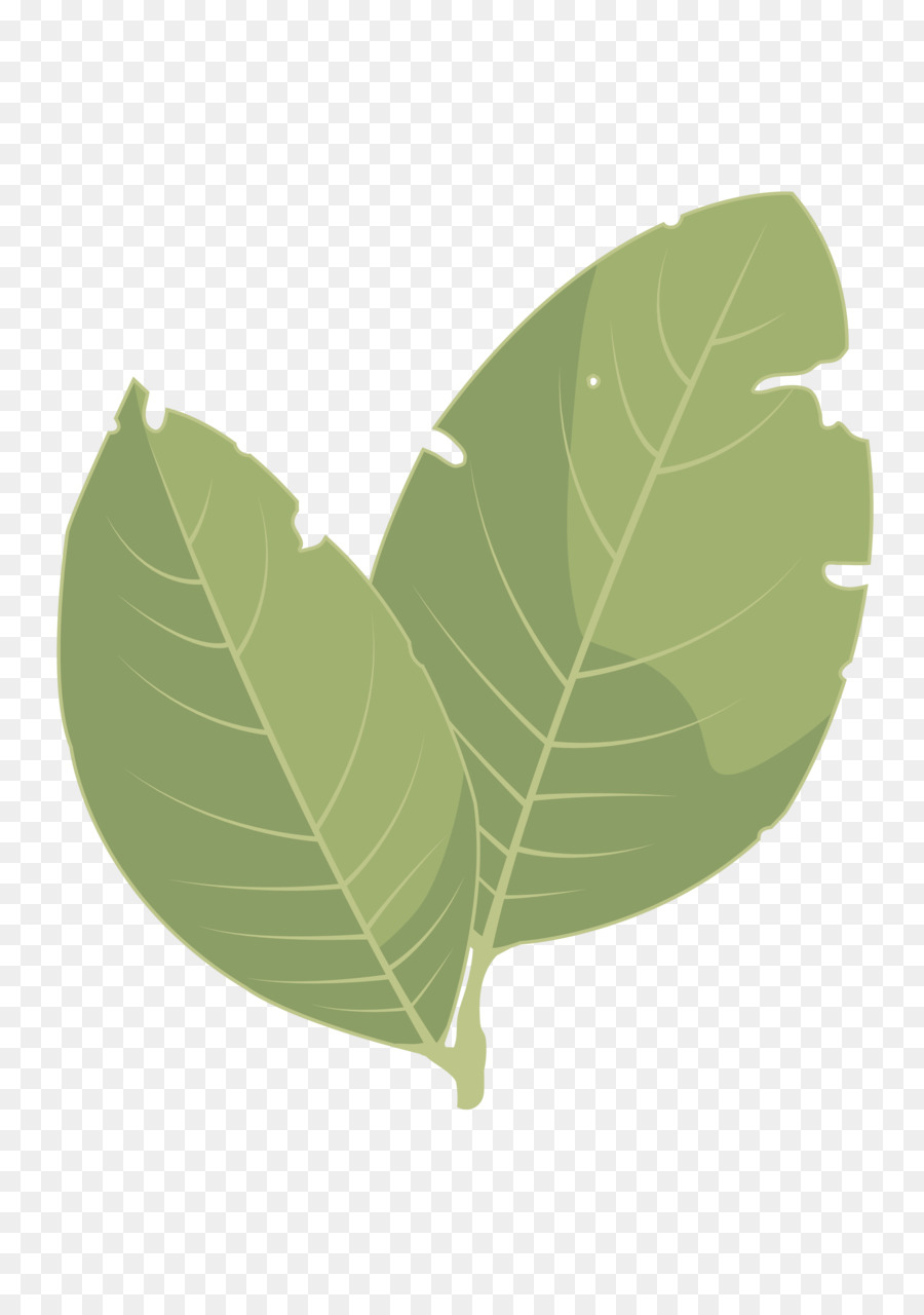 Folha Verde，Plantar PNG