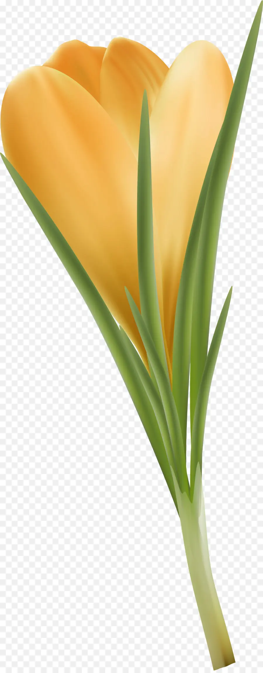 Flor Amarela，Florescer PNG