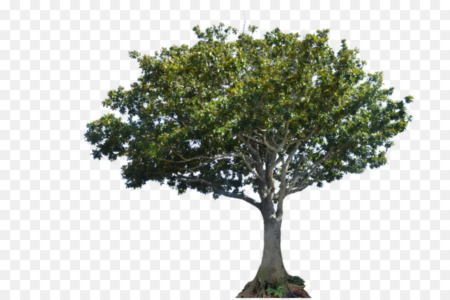 árvore，Dossel PNG