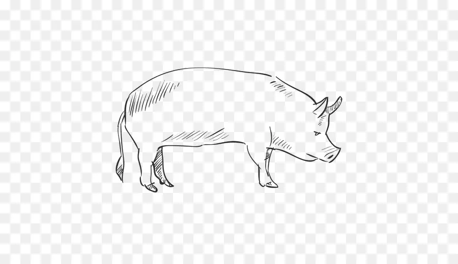 Porco，Desenho PNG