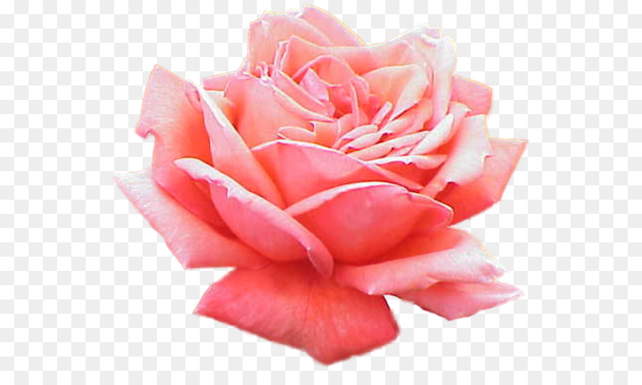 Rosa，Florescer PNG