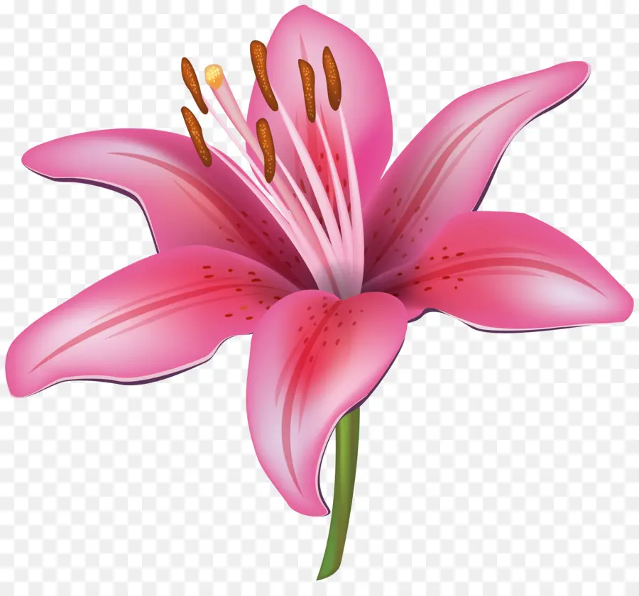 Tiger Lily，Arumlily PNG