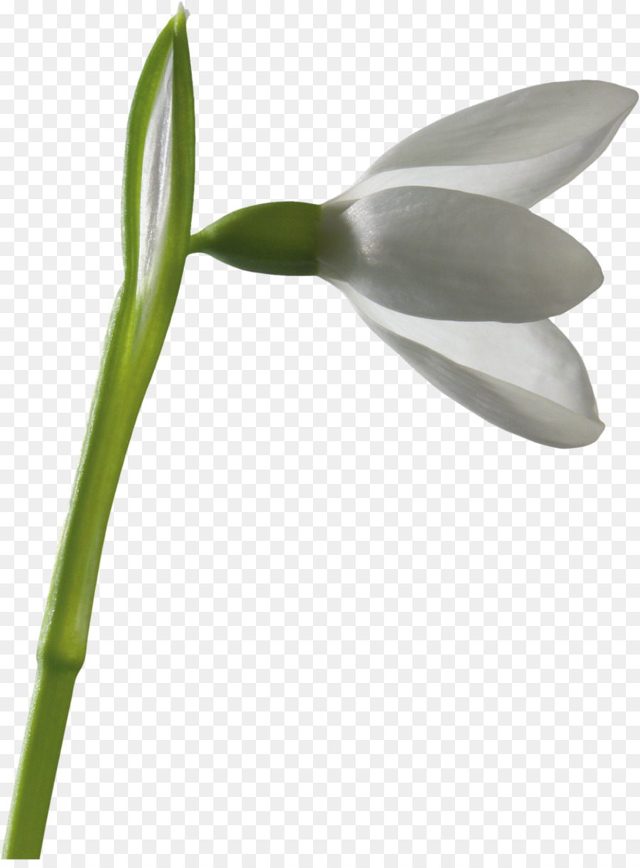 Snowdrop，Flor PNG