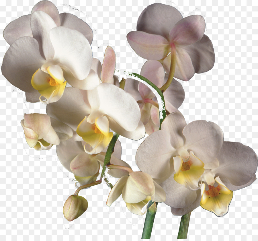 Orquídeas，Traça Orquídeas PNG