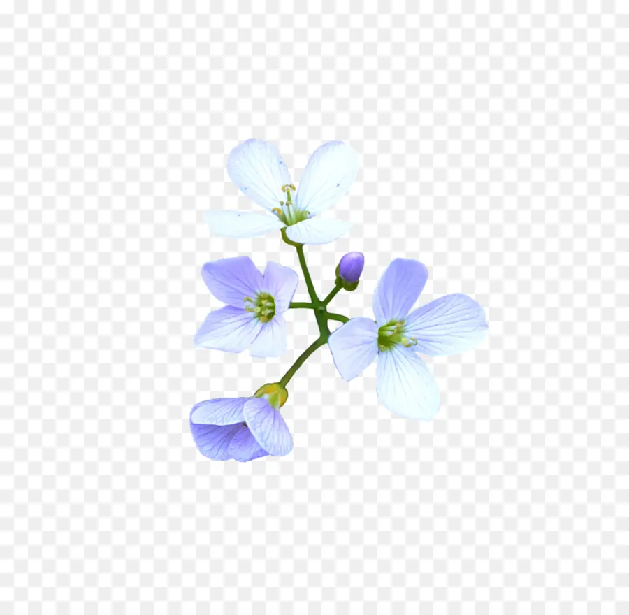 Flor，Azul PNG