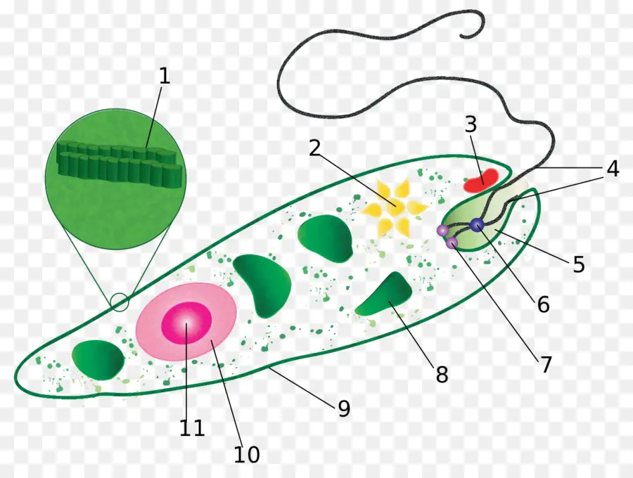 Euglena，Diagrama De PNG
