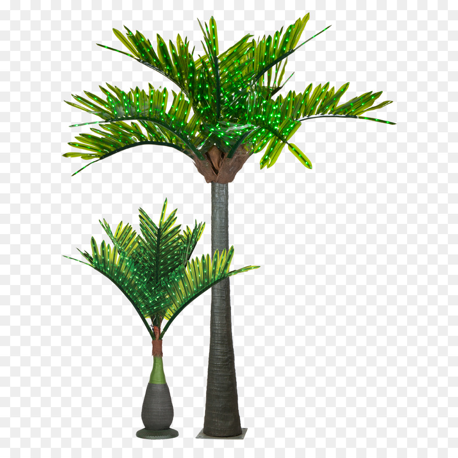 Luz，Arecaceae PNG