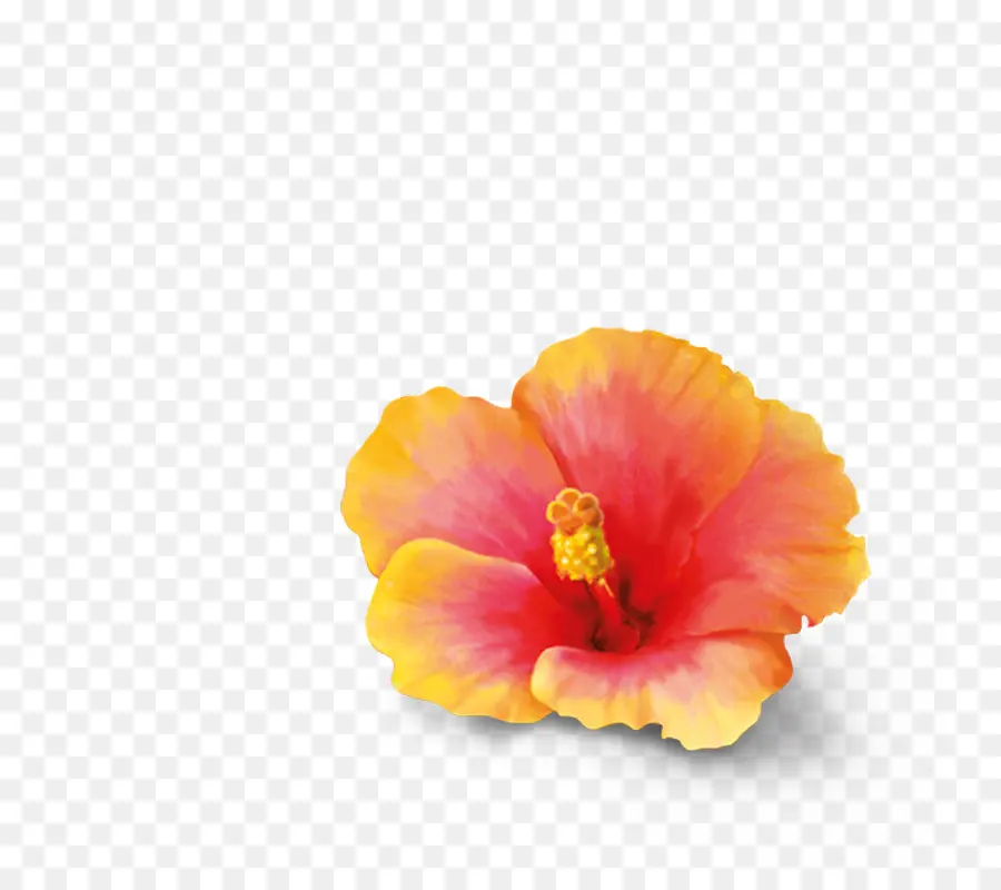 Chá，Chá De Hibisco PNG