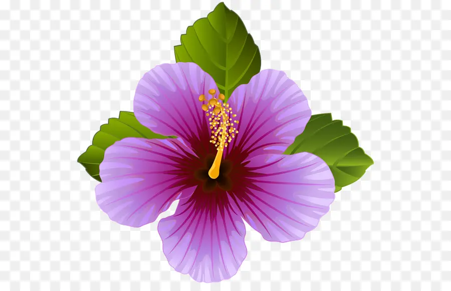 Flor，Roxo PNG