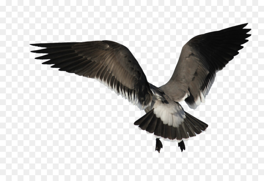 Gaivota Voadora，Voo PNG