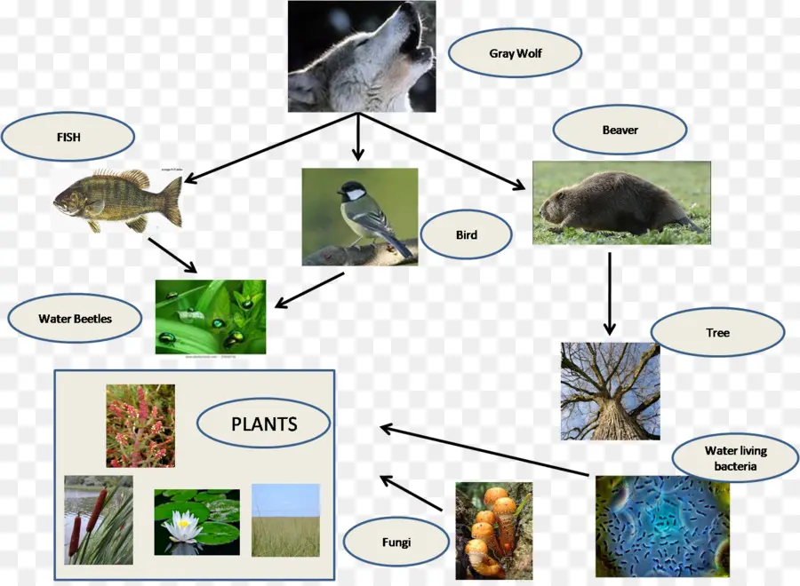 Diagrama Da Teia Alimentar，Ecossistema PNG