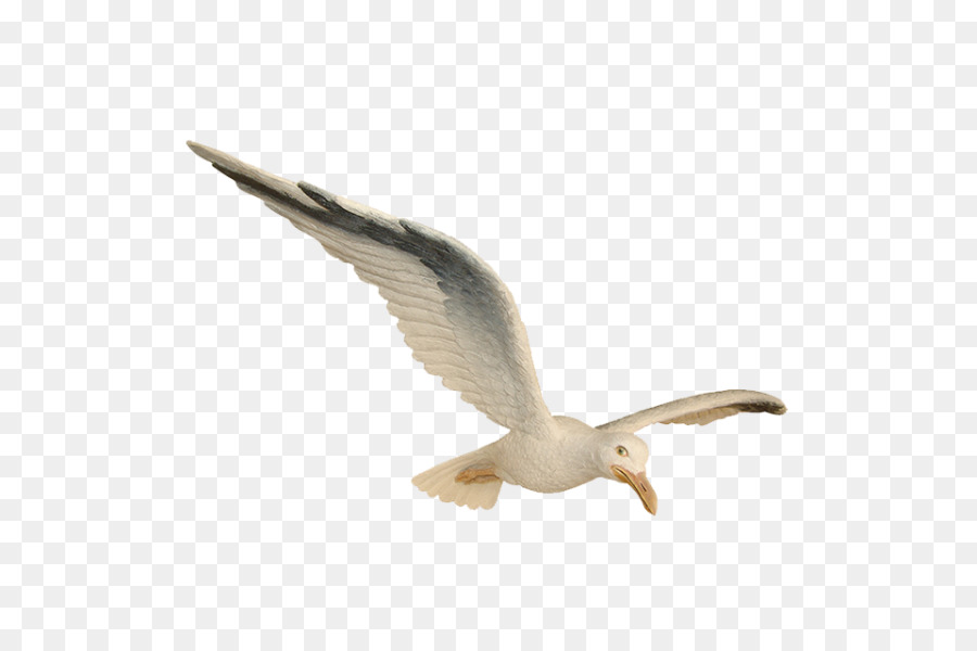 Gaivota，Vôo PNG