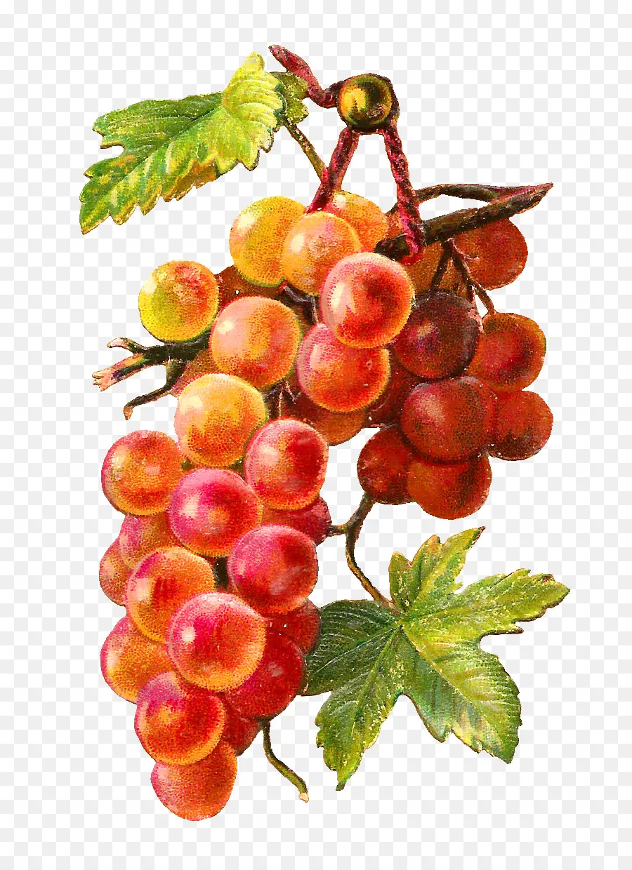 Uvas，Videira PNG