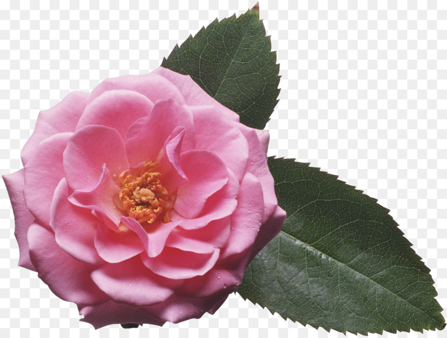 Flor Rosa，Tronco PNG