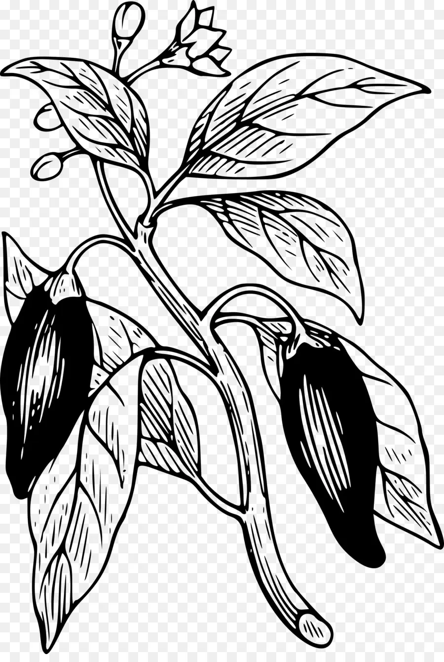 Desenho De Planta De Pimenta，Pimenta PNG