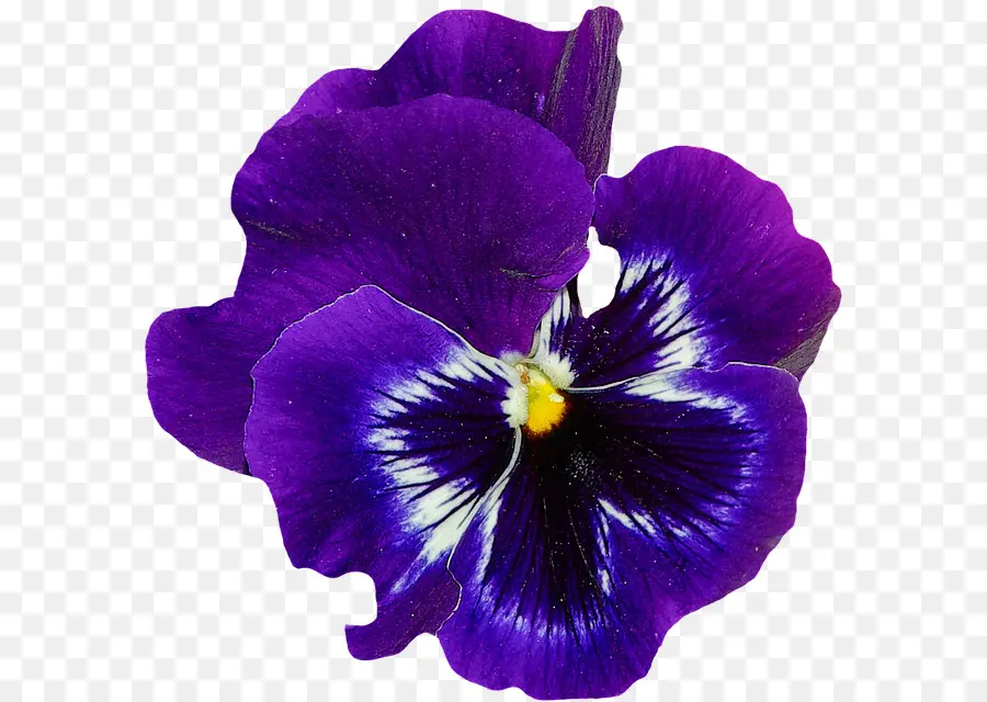 Violeta Doce，Flor PNG