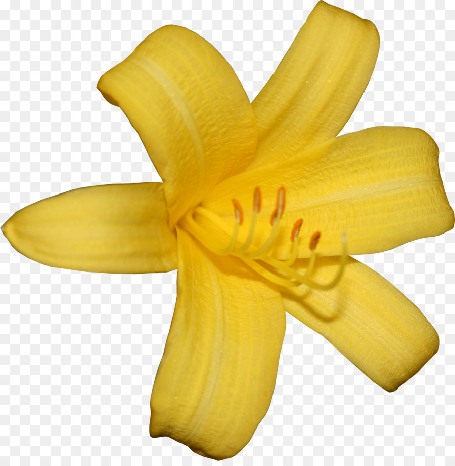 Flor，Lilium PNG