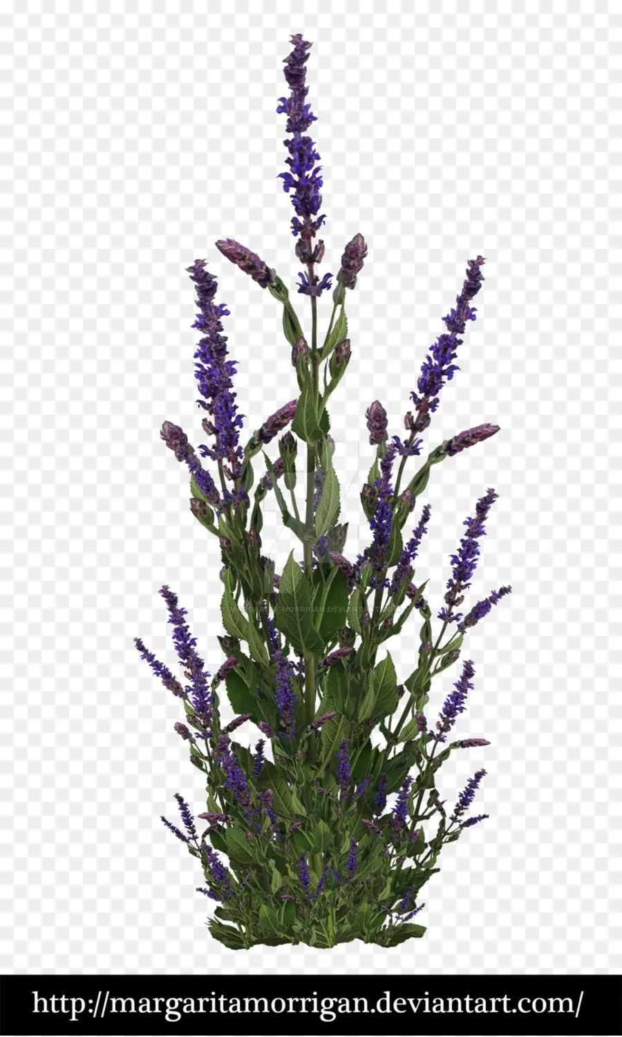 Lavanda，Flores Roxas PNG