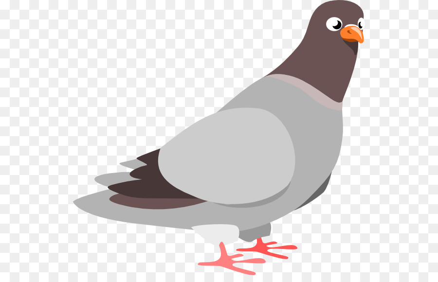 Gaivota，Branco PNG