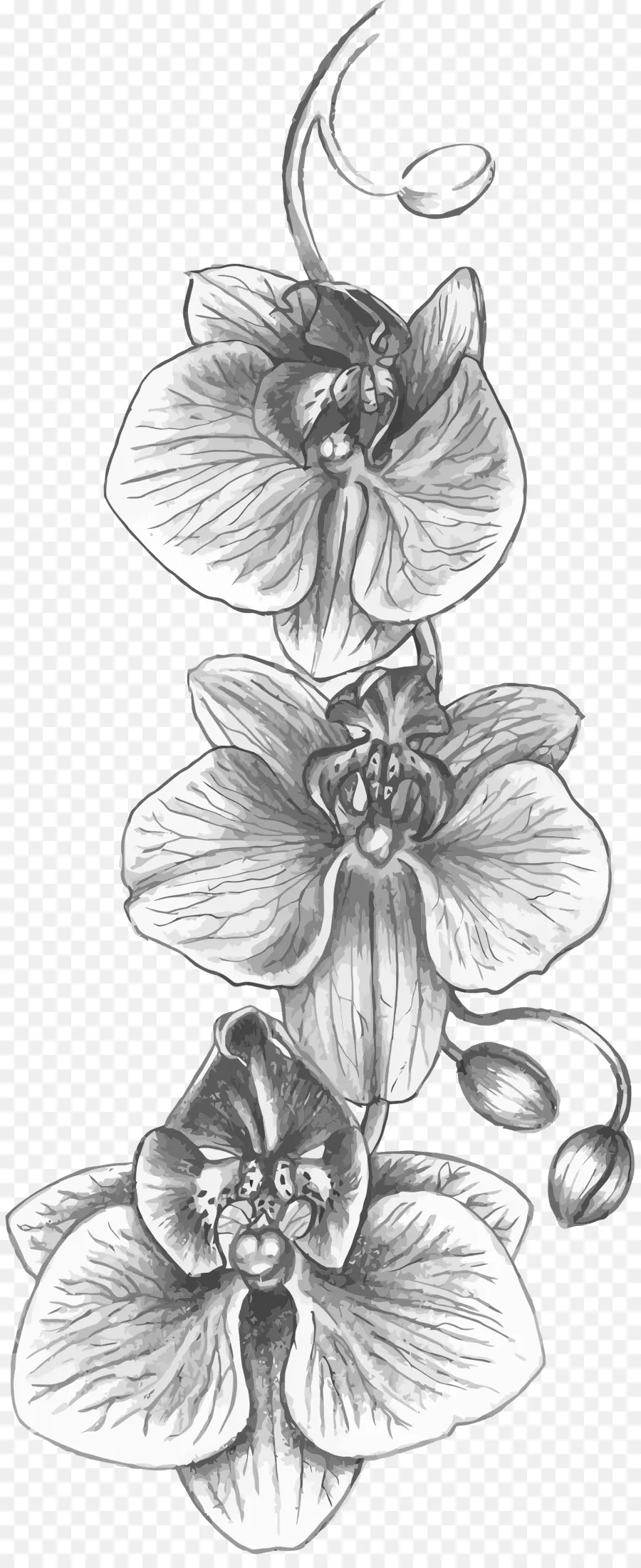 Orquídeas，Tatuagem PNG