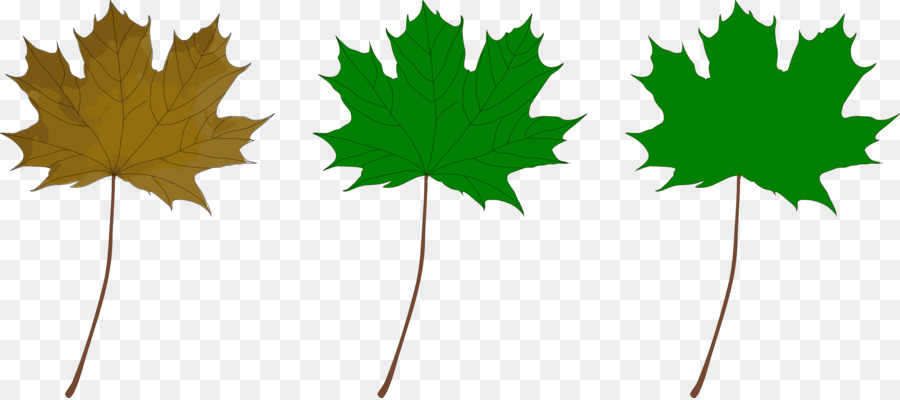 Red Maple，Maple Leaf PNG