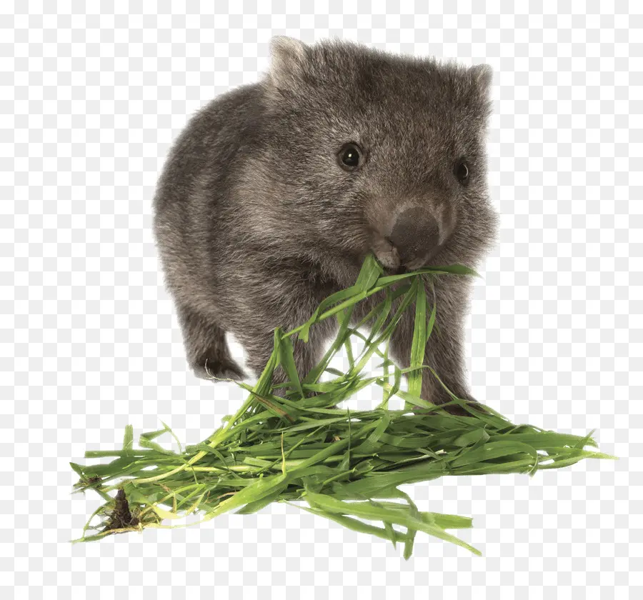 Vombate，Marsupial PNG