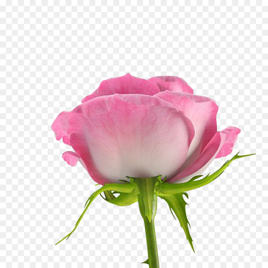 Flor Rosa，Tronco PNG