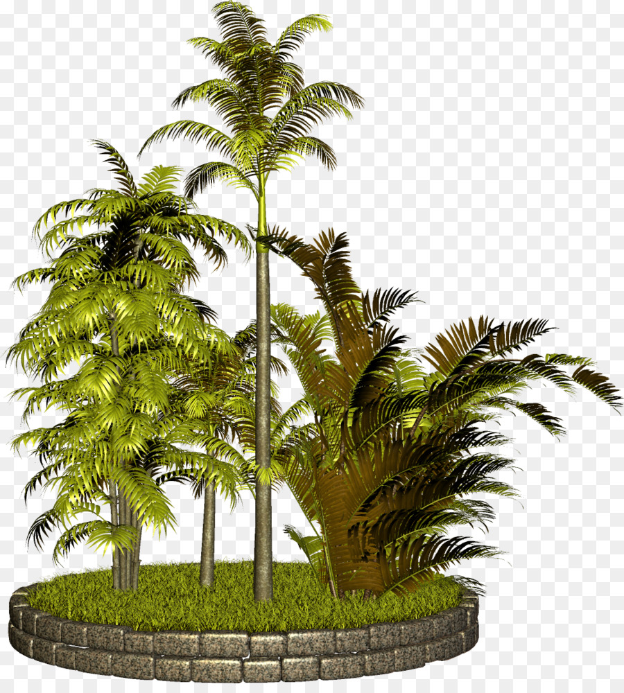 árvore，Arecaceae PNG