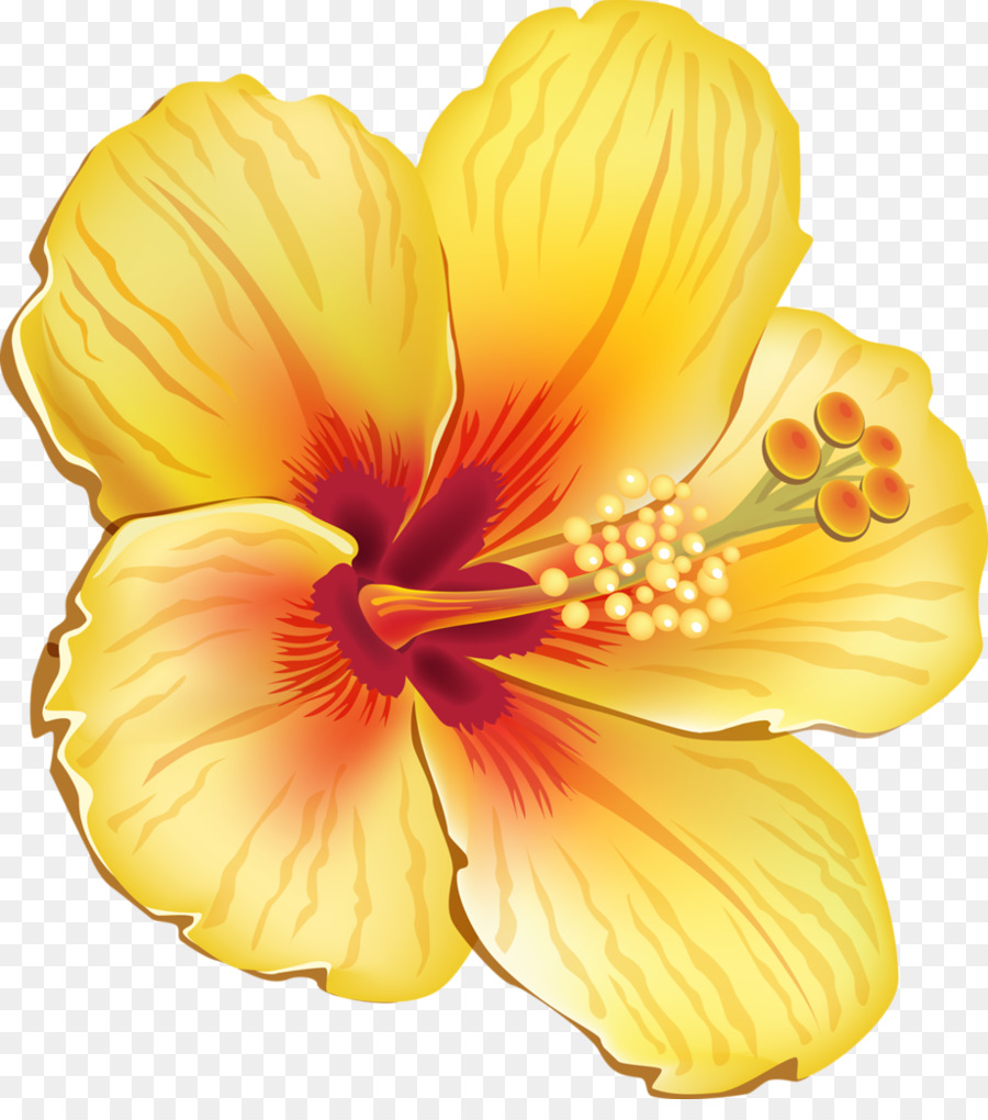 Featured image of post Flor Tropical Laranja Png Coral laranja cor gradiente tinta aquarela fundo