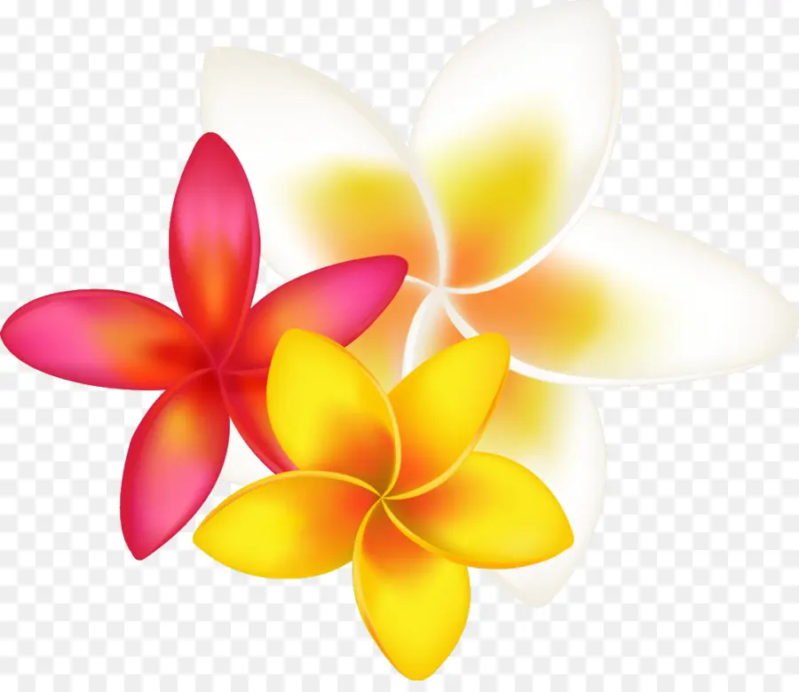 Frangipani，Desenho PNG