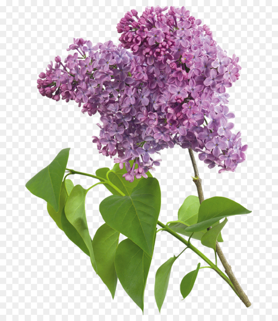 Flores Lilás Roxas，Florescer PNG