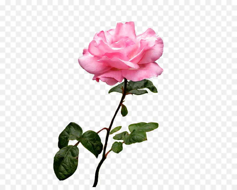 Rosa Rosa，Flor PNG