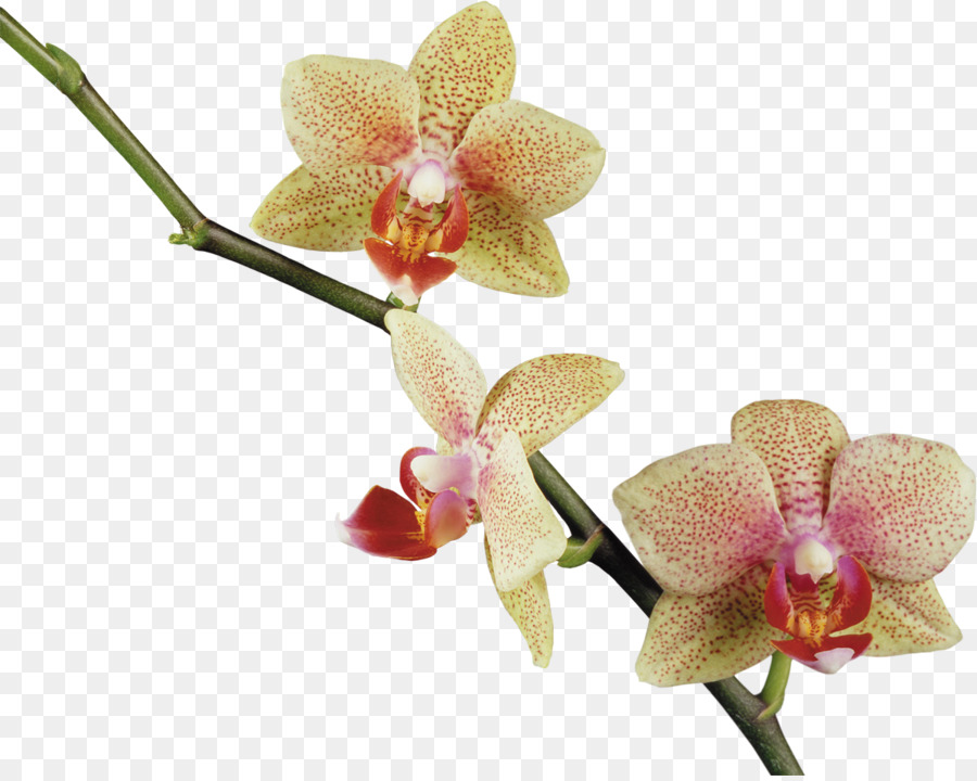 Flor，Orquídeas PNG