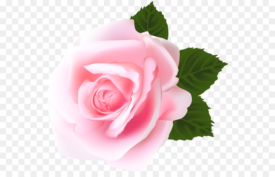 Rosa Pêssego，Florescer PNG