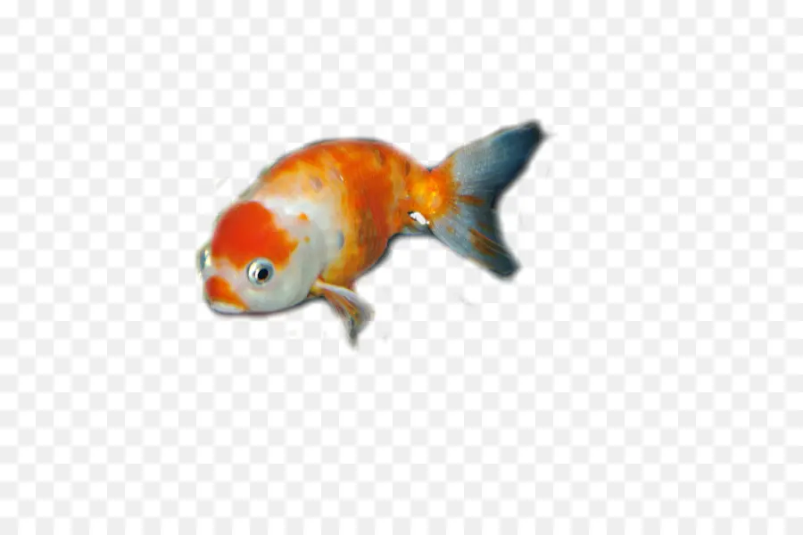 Peixinho Dourado，Peixe PNG