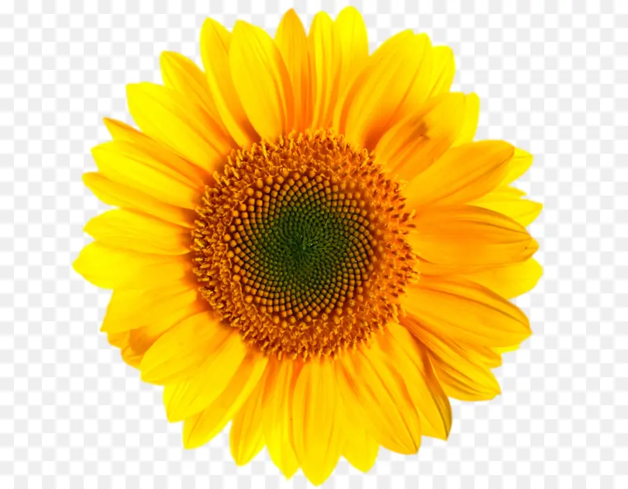 Flor，Amarelo PNG