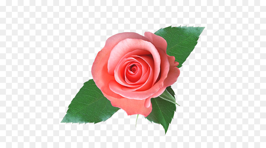 Rosa Pêssego，Florescer PNG