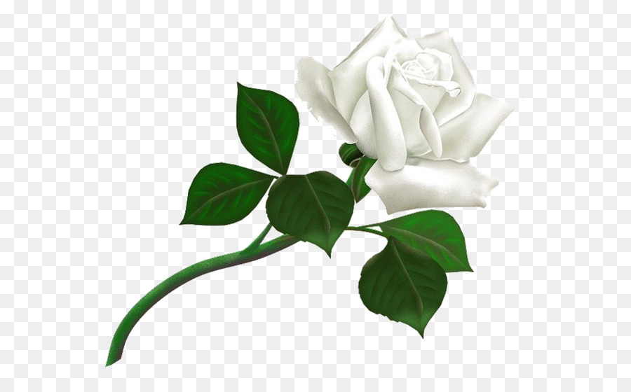 Rosa Branca，Florescer PNG