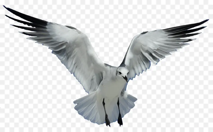 Gaivotas，Aves PNG