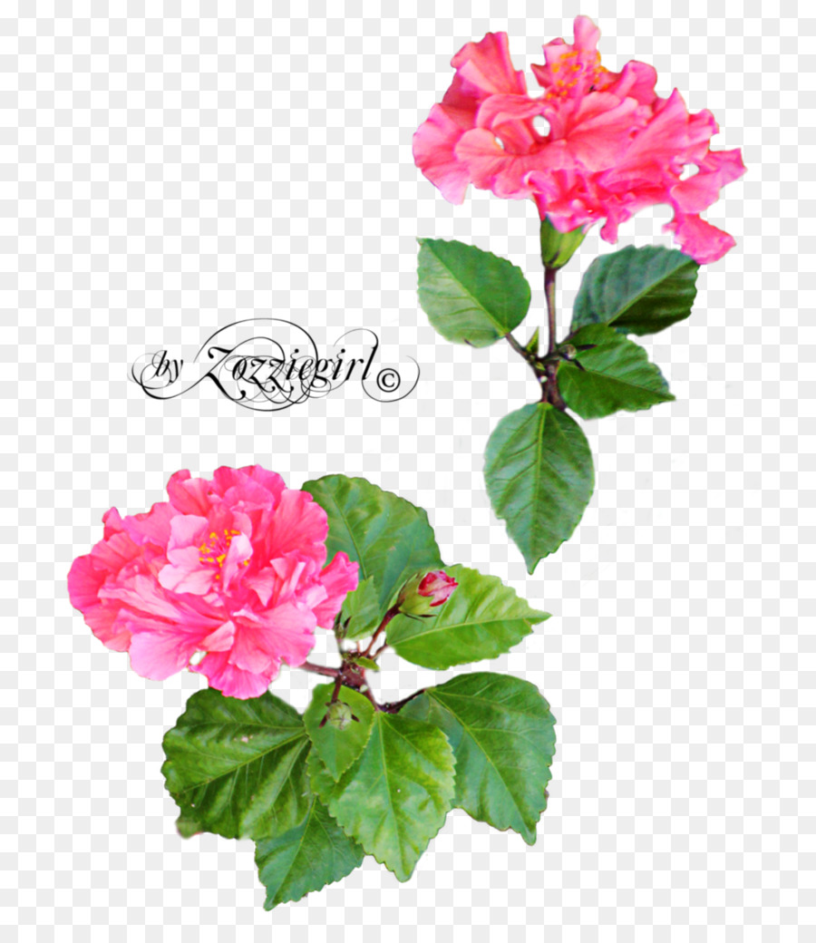 Rosa，Flor PNG