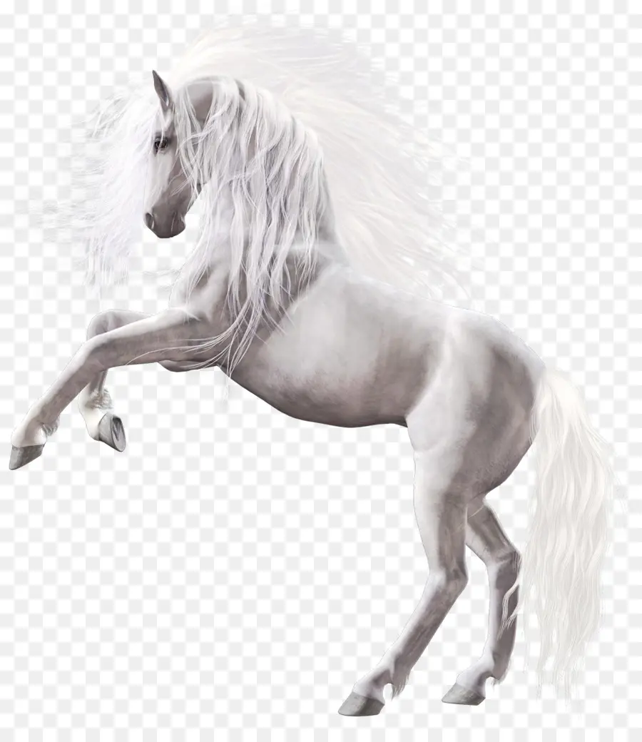 Cavalo，O Cavalo Selvagem PNG