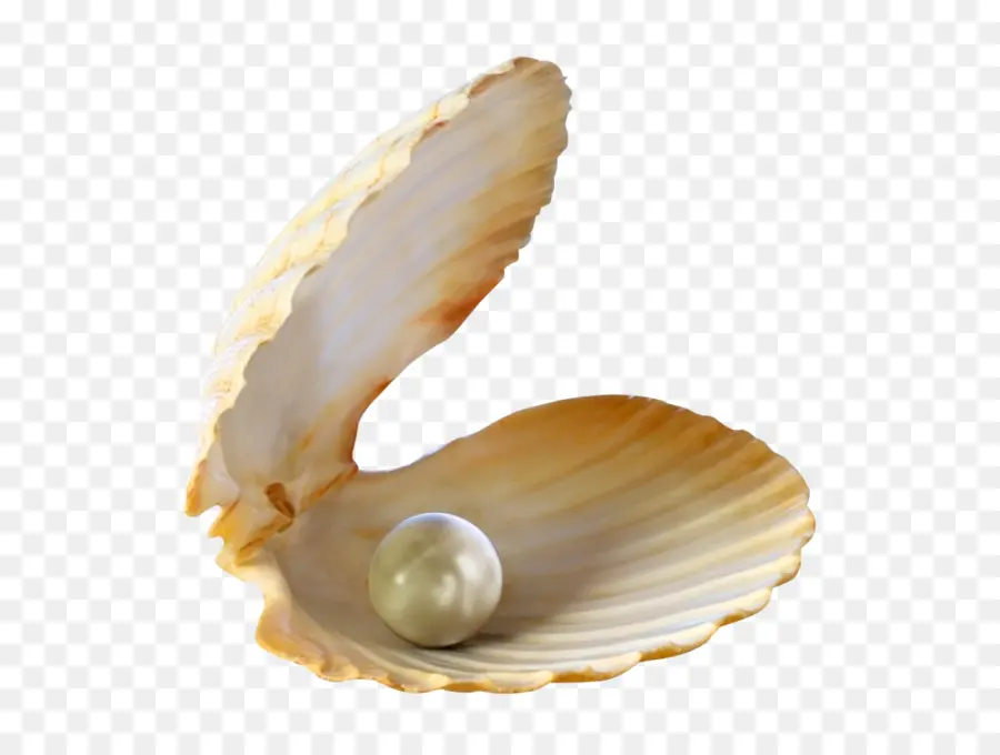 Seashell，Pérola PNG