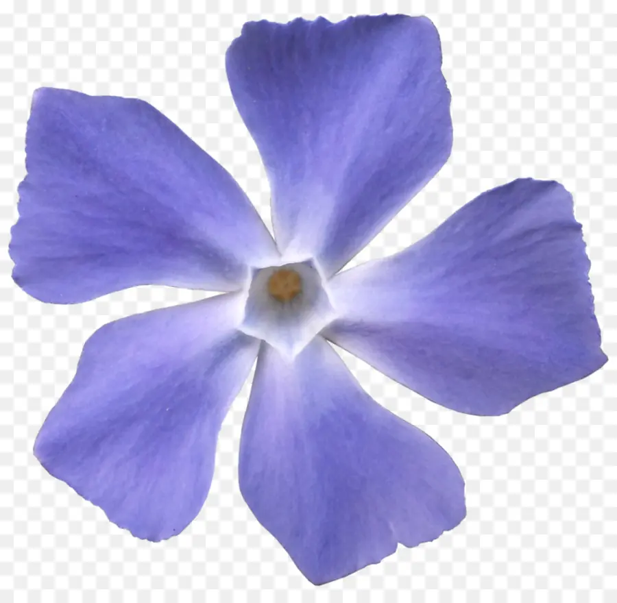 Viola Sororia，Flor PNG