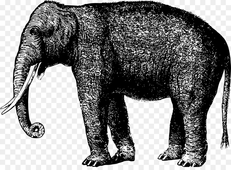 Elefante，Elephantidae PNG
