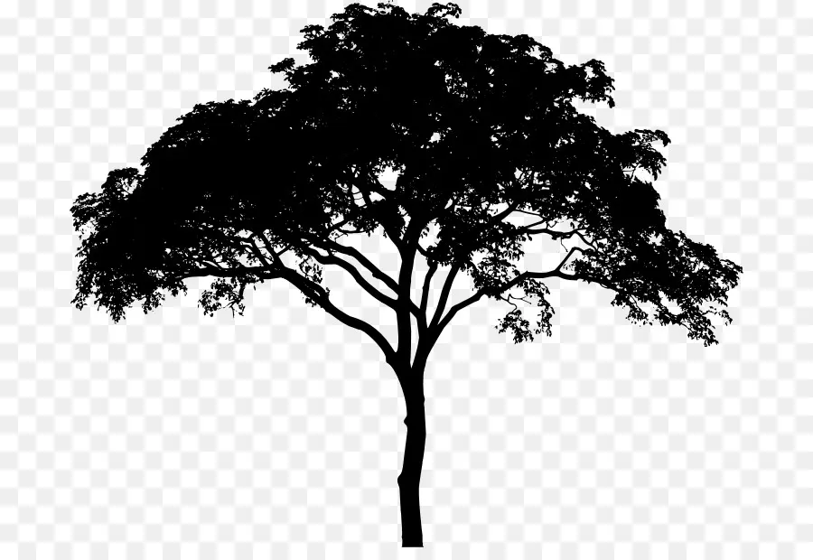 árvore，Plantas Lenhosas PNG