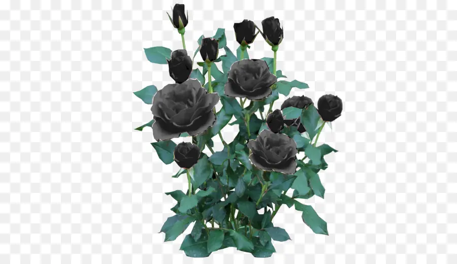 Rosas Negras，Plantar PNG