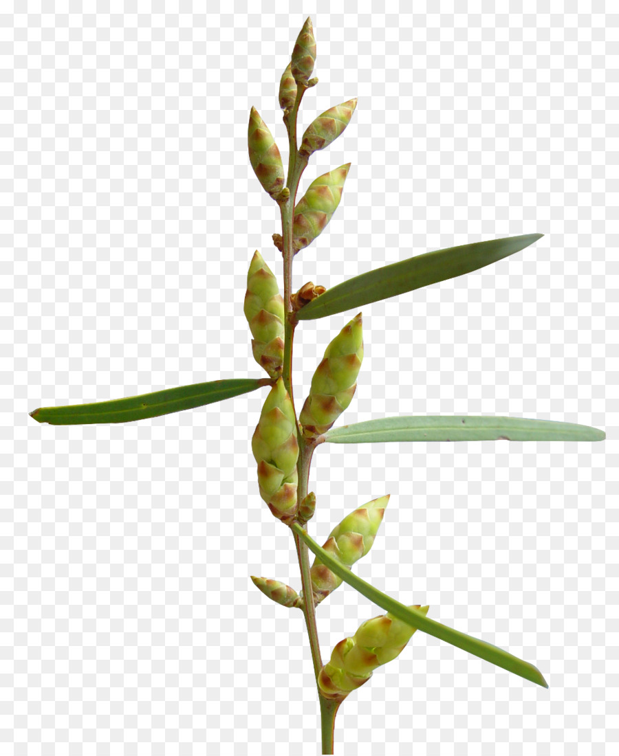 Planta Verde，Folha PNG