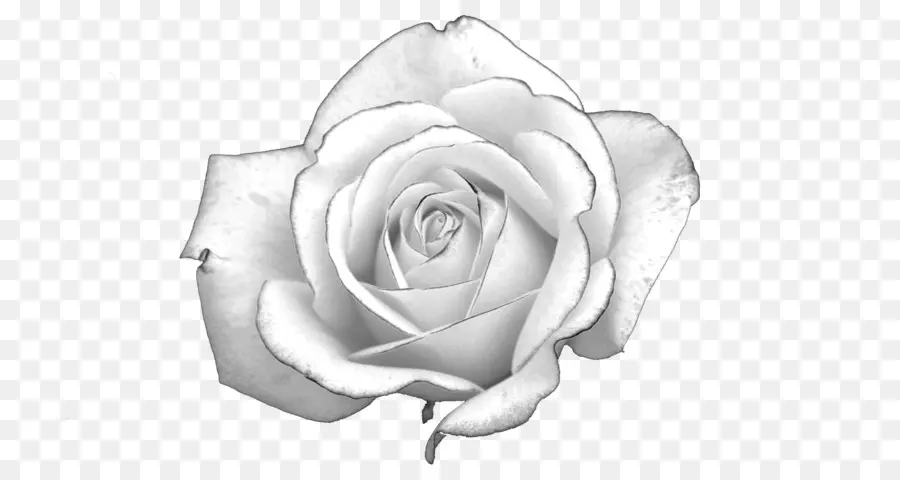 Rosa Branca，Luz PNG
