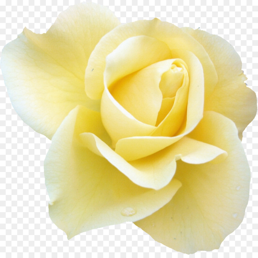 Rosa Branca，Florescer PNG